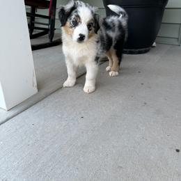 Rowan - Blue merle male Miniature Australian Shepherd puppy in Hedgesville, West Virginia from Wishing Tree Minis