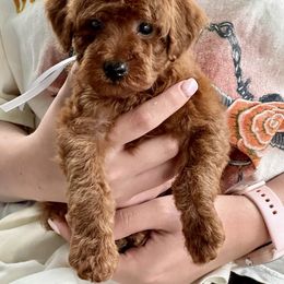 Jasper - Red  Poodle puppy in Martinsburg, Pennsylvania from Susan's Poodles Plus