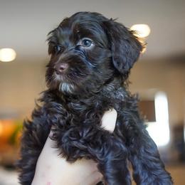 Liberty - Chocolate female Australian Labradoodle puppy in Dawson, Georgia from Still Pond Australian Labradoodles