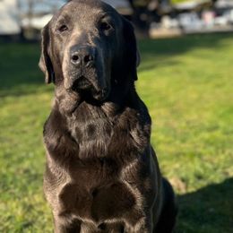 Shelby - Dilute Retriever