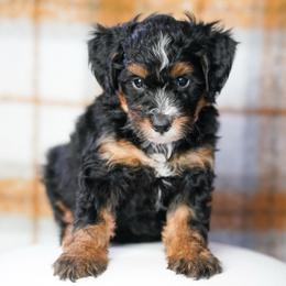 Rip - Tri-color male Bernedoodle puppy in Dundee, Ohio from Down Home Doodle
