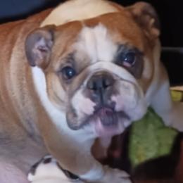 Bugs - Bulldog