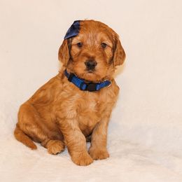 Goldendoodle Puppies from Celebrity Doodles DFW
