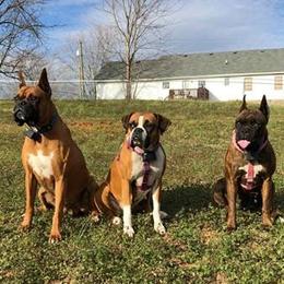 Boxer All Grown Up from von Ascalon