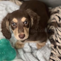 Dachshund Puppies from Piper’s Tree Dachshunds