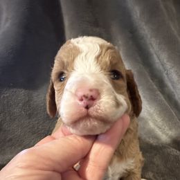 Ron - Parti male Goldendoodle puppy in Kearneysville, West Virginia from Daydreamer