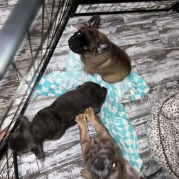 French Bulldog Puppies from Frenchie Love Bugs