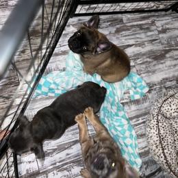 French Bulldog Puppies from Frenchie Love Bugs