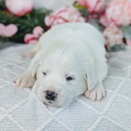 Boy 2 Black - White male Great Pyrenees puppy in Yakima, Washington from Naches Heights Ranch