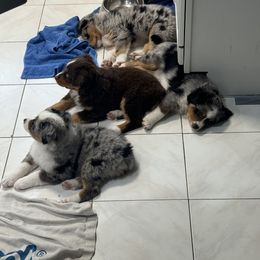 Miniature Australian Shepherd Puppies from Bear River Ranch