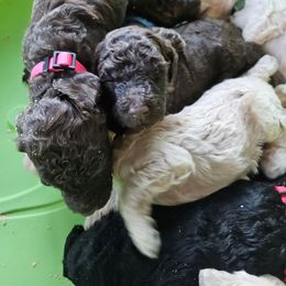 Poodle Puppies from Alisha's Poodles