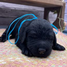 Alpine - Black male Goldendoodle puppy in Lisbon, Ohio from Willow Lane Doodles