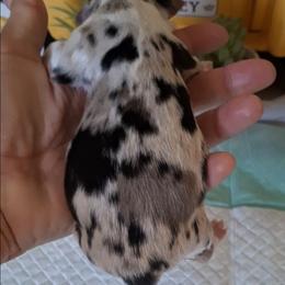 Bailey - Blue merle female Miniature Australian Shepherd puppy in Copperas Cove, Texas from Aussies Acre