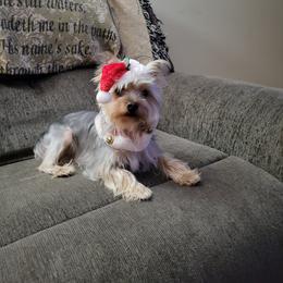 Ms LuLu - Yorkshire Terrier