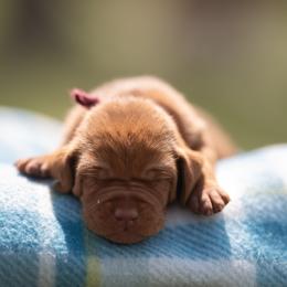 German Shorthaired Pointer and Vizsla Puppies from Nosam Kennels- Hungarian Vizslas, and German Shorthairs Located in Kentucky
