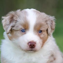 Country - Red merle male Miniature American Shepherd puppy in Stephenville, Texas from Diamond H Aussies