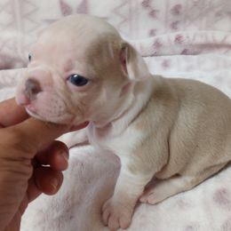 Lily - Lilac female Boston Terrier puppy in Corning, California from SB Bostons