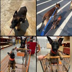 Belgian Malinois, Companion Cross, Russell Terrier, and Yorkshire Terrier Puppies from Working W Kennels