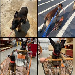 Belgian Malinois, Companion Cross, Russell Terrier, and Yorkshire Terrier Puppies from Working W Kennels