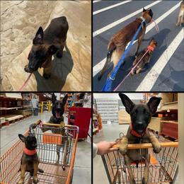 Belgian Malinois, Companion Cross, Russell Terrier, and Yorkshire Terrier Puppies from Working W Kennels