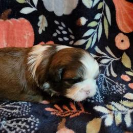 Joy - Liver and white female Shih Tzu puppy in Wakeman, Ohio from Gemstone Puppies