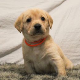 Labrador Retriever Puppies from Triple B Kennel