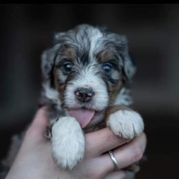 Bernedoodle Puppies from Autumn Vanskiver