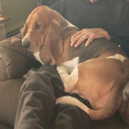 Basset Hound All Grown Up from Hidden Heart Basset Hounds