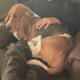 Basset Hound All Grown Up from Hidden Heart Basset Hounds