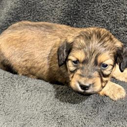 Taylor - Cream female Dachshund puppy in Little Rock, Arkansas from Divine Doxies
