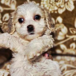 Ferrari - Buff and white female Cockapoo puppy in West Point, Mississippi from Golden Paws