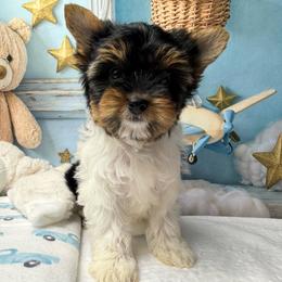 Willow 3700 - Black tan and white female Biewer Terrier puppy in Douglas, Georgia from South Georgia Yorkies and Biewers