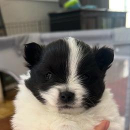 Boy 1 - Black parti male Pomeranian puppy in Tulsa, Oklahoma from Jazzy Poms