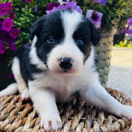 Boy 4 - black and white - Black and white male Border Collie puppy in Minden, Iowa from Rocking N Registered Border Collies & Labradors