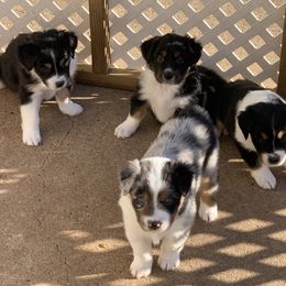 "Sold" Miniature American Shepherd Puppies from Tenley’s Miniature American Shepherds