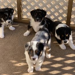 "Sold" Miniature American Shepherd Puppies from Tenley’s Miniature American Shepherds