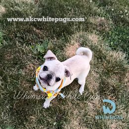Girl - Special Promotional Pricing - White female Pug puppy in Cleveland, Ohio from Whimsical White Pugs - Quality Comes First
