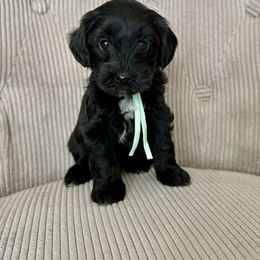 Luna - Black and gold female Yorkipoo puppy in New Britain, Connecticut from Goldendoodles Yorkiepoo Stars CT