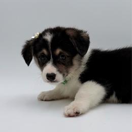 Ariel - Black and tan female Pembroke Welsh Corgi puppy in Vacaville, California from Hope_4thebay_Corgis