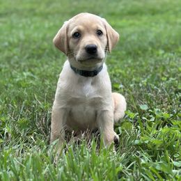 Ditalini (Light Blue Collar) - Yellow female Labrador Retriever puppy in Delavan, Wisconsin from Diamond Flush Gun Dogs