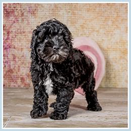 Jocelyn - Black female Cockapoo puppy in Connersville, Indiana from Deaz Doodle Ranch