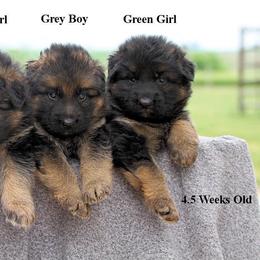 German Shepherd Puppies from Valiant Shepherds
