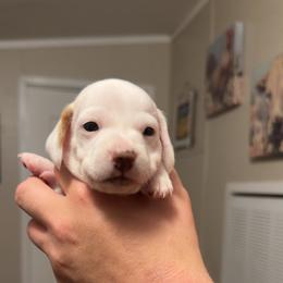 Dachshund Puppies from Maready Dachshunds