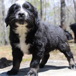 Australian Shepherd Puppies from Moss' Cross Creek Aussie’s