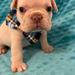 French Bulldog Puppies from J & S French Bulldogs