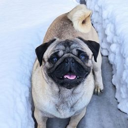 Rocket - Pug