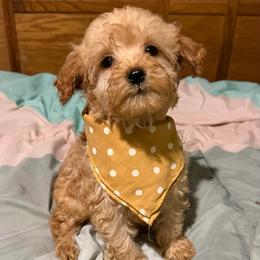 Pony Boy - Apricot male Goldendoodle puppy in Centralia, Missouri from Oodles Of Doodles Mo.