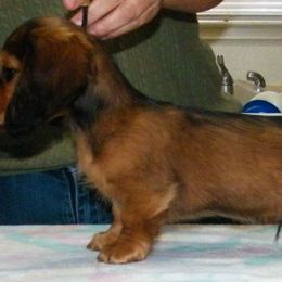 Dachshund Puppies from Jamie's Dachshunds
