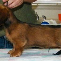 Dachshund Puppies from Jamie's Dachshunds