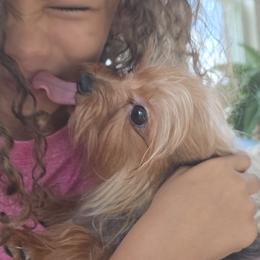 Beans - Yorkshire Terrier